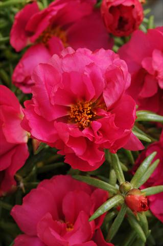 Foto de variedad de flores para ser usadas como: Planta de temporada, patio, Tarrina de colgar Portulaca Happy Hour Fuchsia