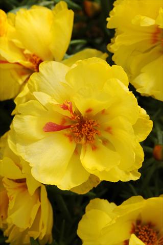 Foto de variedad de flores para ser usadas como: Planta de temporada, patio, Tarrina de colgar Portulaca Happy Hour Lemon