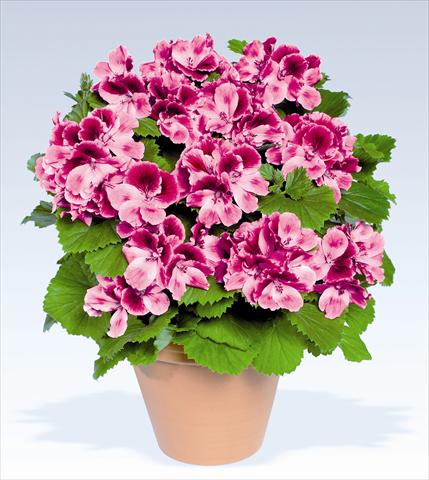 Foto de variedad de flores para ser usadas como: Maceta o Tarrina de colgar Pelargonium grandiflorum pac® Aristo® Candy