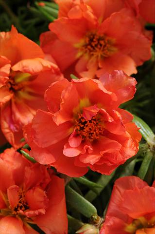 Foto de variedad de flores para ser usadas como: Planta de temporada, patio, Tarrina de colgar Portulaca Happy Hour Orange
