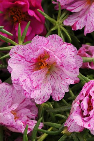 Foto de variedad de flores para ser usadas como: Planta de temporada, patio, Tarrina de colgar Portulaca Happy Hour Peppermint