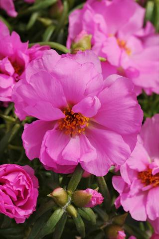 Foto de variedad de flores para ser usadas como: Planta de temporada, patio, Tarrina de colgar Portulaca Happy Hour Rosita