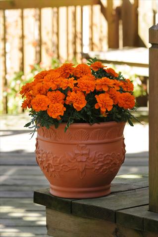 Foto de variedad de flores para ser usadas como: Planta de temporada / borde del macizo Tagetes patula Bonanza Deep Orange