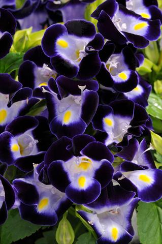 Foto de variedad de flores para ser usadas como: Maceta o Tarrina de colgar Torenia Kauai Deep Blue