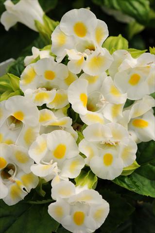 Foto de variedad de flores para ser usadas como: Maceta o Tarrina de colgar Torenia Kauai Lemon Drop