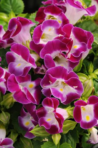 Foto de variedad de flores para ser usadas como: Maceta o Tarrina de colgar Torenia Kauai Magenta
