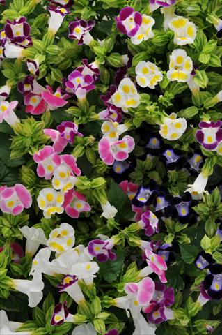 Foto de variedad de flores para ser usadas como: Maceta o Tarrina de colgar Torenia Kauai Mixture