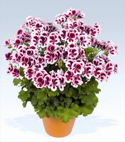 Foto de variedad de flores para ser usadas como: Maceta o Tarrina de colgar Pelargonium grandiflorum pac® Candy Flowers Bicolor