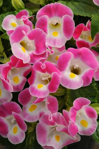 Foto de variedad de flores para ser usadas como: Maceta o Tarrina de colgar Torenia Kauai Rose