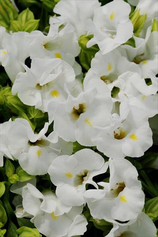 Foto de variedad de flores para ser usadas como: Maceta o Tarrina de colgar Torenia Kauai White