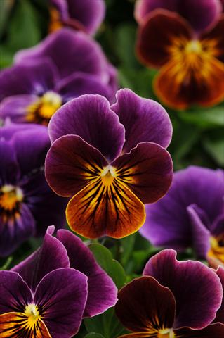 Foto de variedad de flores para ser usadas como: Maceta y planta de temporada Viola cornuta Sorbet™ Antique Shades Improved