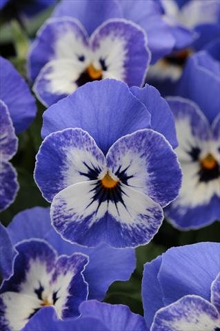 Foto de variedad de flores para ser usadas como: Maceta y planta de temporada Viola cornuta Sorbet™ Delft Blue XP