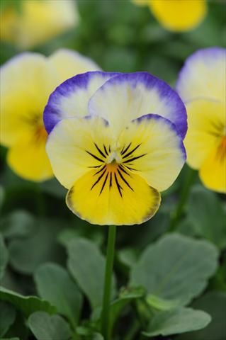 Foto de variedad de flores para ser usadas como: Maceta y planta de temporada Viola cornuta Sorbet™ Lemon Blueberry Swirl