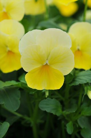 Foto de variedad de flores para ser usadas como: Maceta y planta de temporada Viola cornuta Sorbet™ Lemon Chiffon Improved