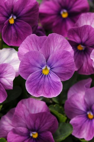 Foto de variedad de flores para ser usadas como: Maceta y planta de temporada Viola cornuta Sorbet™ Purple Ice XP Improved