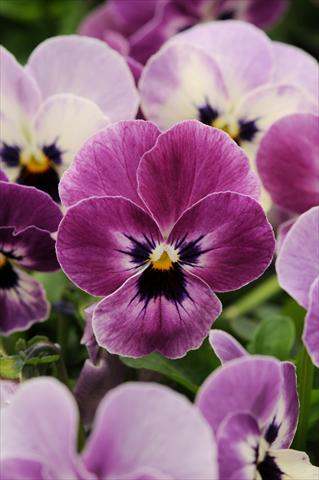 Foto de variedad de flores para ser usadas como: Maceta y planta de temporada Viola cornuta Sorbet™ Raspberry XP