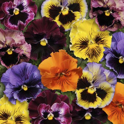 Foto de variedad de flores para ser usadas como: Maceta y planta de temporada Viola wittrockiana Frizzle Sizzle Mixture Improved