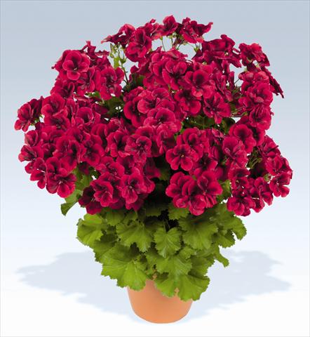 Foto de variedad de flores para ser usadas como: Maceta o Tarrina de colgar Pelargonium grandiflorum pac® Candy Flowers Bright Red