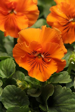 Foto de variedad de flores para ser usadas como: Maceta y planta de temporada Viola wittrockiana Frizzle Sizzle Orange