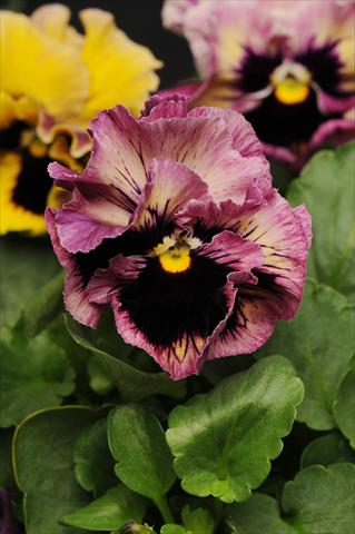 Foto de variedad de flores para ser usadas como: Maceta y planta de temporada Viola wittrockiana Frizzle Sizzle Passion Fruit