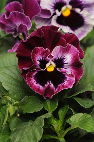 Foto de variedad de flores para ser usadas como: Maceta y planta de temporada Viola wittrockiana Frizzle Sizzle Raspberry