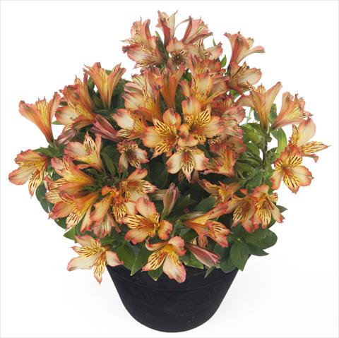 Foto de variedad de flores para ser usadas como: Maceta y planta de temporada Alstroemeria Inticancha® Bryce