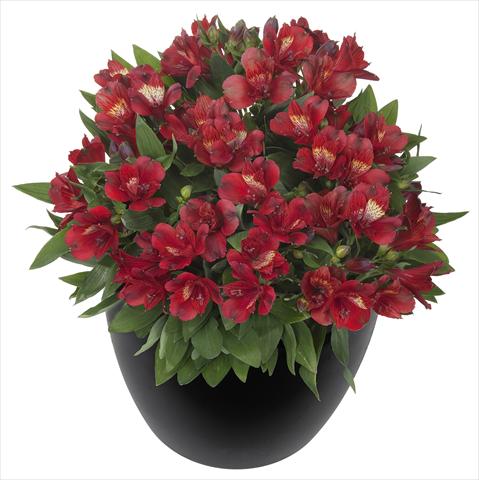 Foto de variedad de flores para ser usadas como: Maceta y planta de temporada Alstroemeria Inticancha® Doba