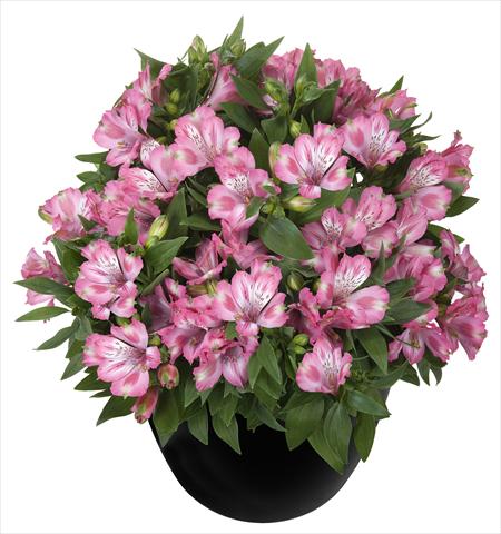 Foto de variedad de flores para ser usadas como: Maceta y planta de temporada Alstroemeria Inticancha® Imala