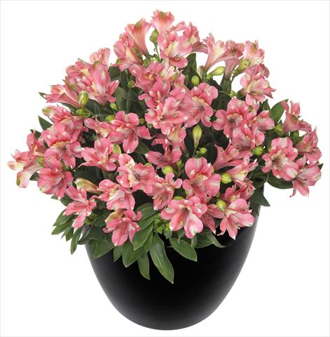 Foto de variedad de flores para ser usadas como: Maceta y planta de temporada Alstroemeria Inticancha® Kanika