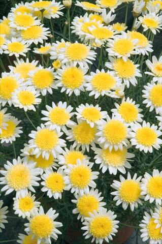 Foto de variedad de flores para ser usadas como: Maceta o Tarrina de colgar Argyranthemum frutescens Daisy Crazy® Sole Mio
