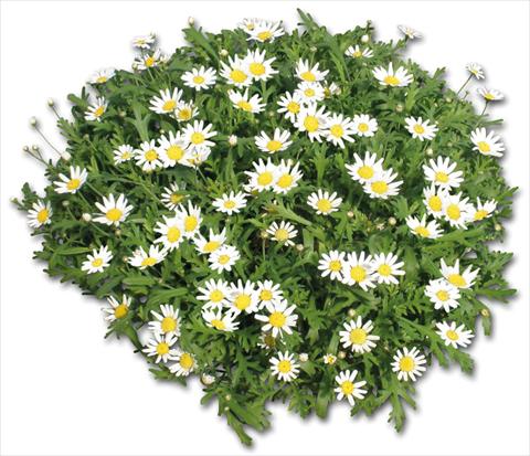 Foto de variedad de flores para ser usadas como: Maceta o Tarrina de colgar Argyranthemum Glory® White