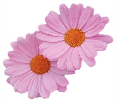 Foto de variedad de flores para ser usadas como: Maceta o Tarrina de colgar Argyranthemum frutescens Daisy Crazy® Summit Dark Pink
