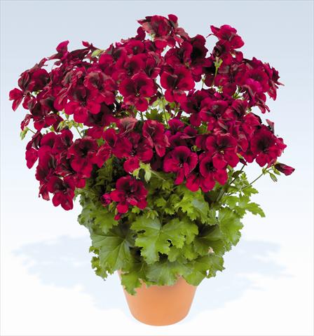 Foto de variedad de flores para ser usadas como: Maceta o Tarrina de colgar Pelargonium grandiflorum pac® Candy Flowers Dark Red