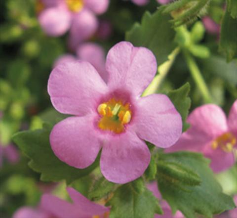 Foto de variedad de flores para ser usadas como: Maceta, patio, Tarrina de colgar Bacopa (Sutera cordata) Secrets® Medium Dark Violet Imp