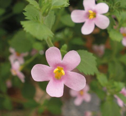 Foto de variedad de flores para ser usadas como: Maceta, patio, Tarrina de colgar Bacopa (Sutera cordata) Secrets® Medium Pink