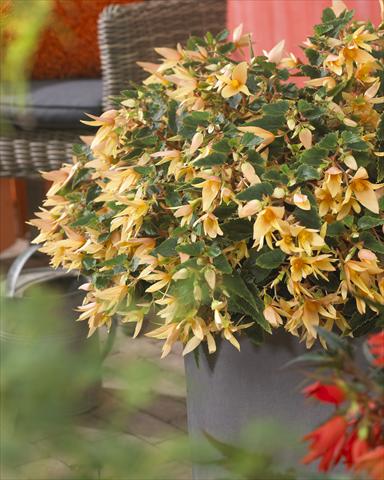 Foto de variedad de flores para ser usadas como: Maceta o cesta de trasplante Begonia boliviensis Crackling Fire® Creamy Yellow