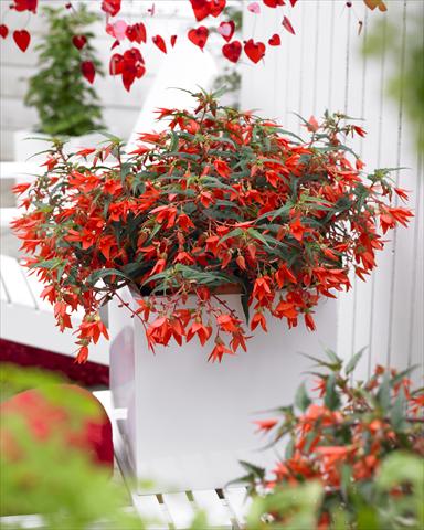 Foto de variedad de flores para ser usadas como: Maceta o cesta de trasplante Begonia boliviensis Crackling® Fire Orange Red