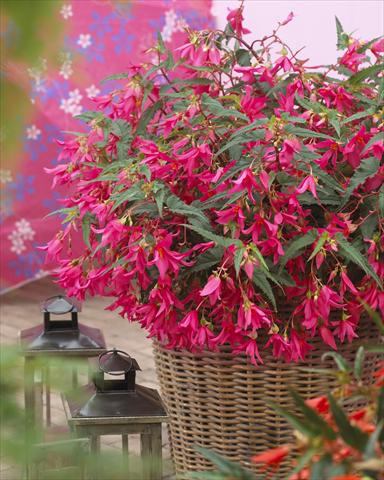Foto de variedad de flores para ser usadas como: Maceta o cesta de trasplante Begonia boliviensis Crackling® Fire Rose