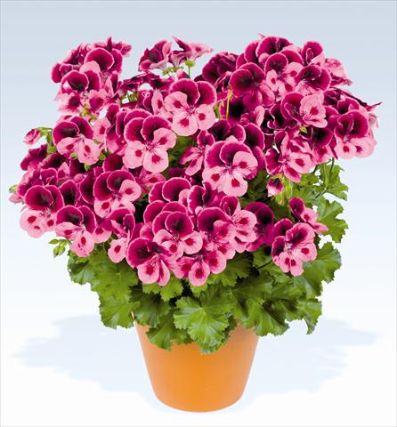 Foto de variedad de flores para ser usadas como: Maceta o Tarrina de colgar Pelargonium grandiflorum pac® Candy Flowers Pink with Eye