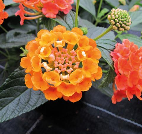 Foto de variedad de flores para ser usadas como: Maceta o Tarrina de colgar Lantana camara Evita® Orange