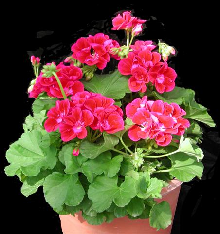 Foto de variedad de flores para ser usadas como: Maceta o Tarrina de colgar Pelargonium zonale Amore Mio® Strawberry