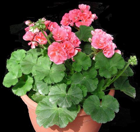 Foto de variedad de flores para ser usadas como: Maceta o Tarrina de colgar Pelargonium zonale Sole Mio Salmon®