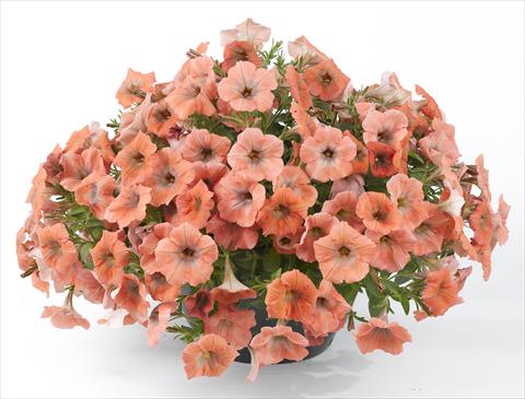 Foto de variedad de flores para ser usadas como: Maceta, planta de temporada, patio Petunia Happy® Copper