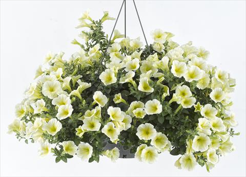 Foto de variedad de flores para ser usadas como: Maceta, planta de temporada, patio Petunia Happy® Lemon