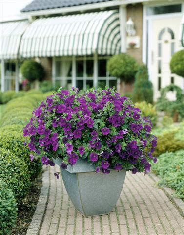 Foto de variedad de flores para ser usadas como: Maceta, planta de temporada, patio Petunia Surfinia Classic® Amethyst®