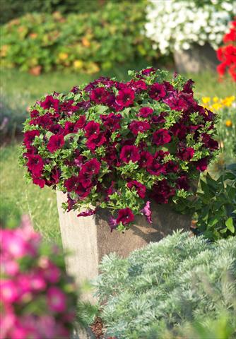 Foto de variedad de flores para ser usadas como: Maceta, planta de temporada, patio Petunia Surfinia Classic® Burgundy®