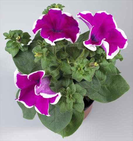 Foto de variedad de flores para ser usadas como: Maceta, planta de temporada, patio Petunia Surfinia Classic® Giant Purple Picotee®