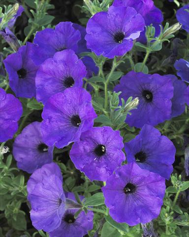 Foto de variedad de flores para ser usadas como: Maceta, planta de temporada, patio Petunia Surfinia Classic® Parfume Blue®