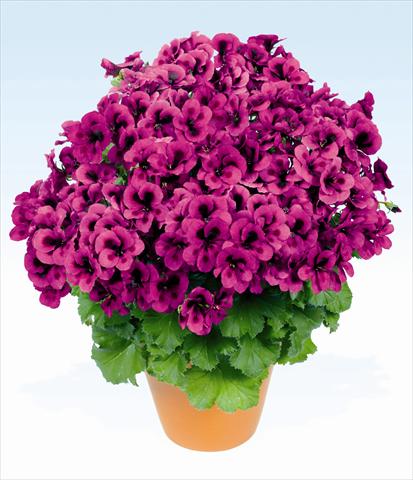 Foto de variedad de flores para ser usadas como: Maceta o Tarrina de colgar Pelargonium grandiflorum pac® Candy Flowers Violet
