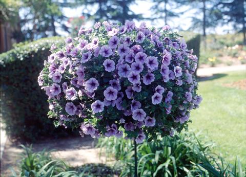 Foto de variedad de flores para ser usadas como: Maceta, planta de temporada, patio Petunia Surfinia Classic® Purple Vein Compact®